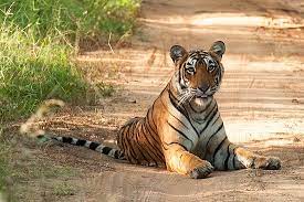 Jaipur Tour with Ranthambore Safari