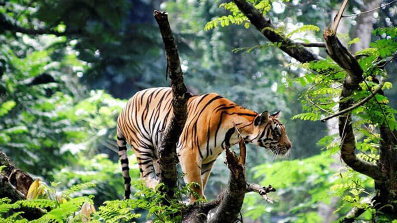 Incredible Kerala Wildlife Getaway