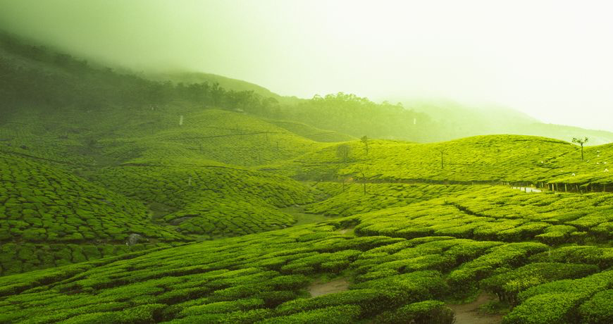Cream of Kerala Tour package